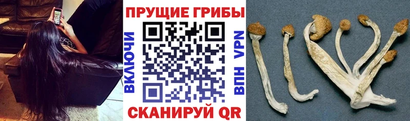 Галлюциногенные грибы Cubensis  наркотики  Судак 